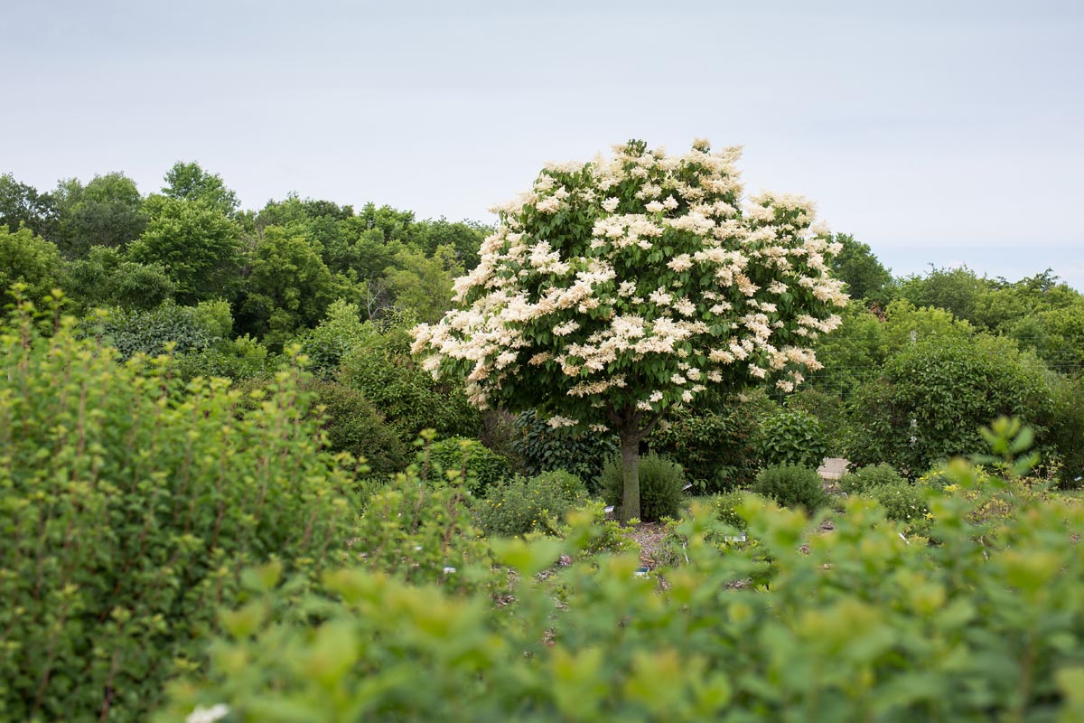 First Editions® Snowdance™ Japanese Tree Lilac