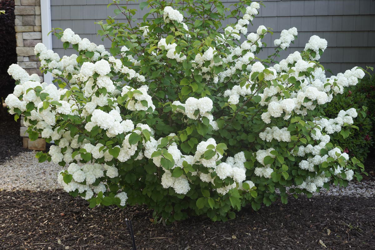 First Editions® Opening Day™ Viburnum